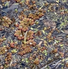 Azolla rubra at Paddys River, ACT - 5 Aug 2023 01:41 PM