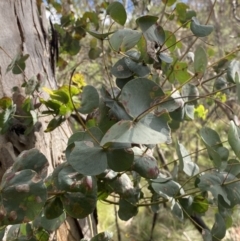 Eucalyptus dalrympleana subsp. dalrympleana (Mountain Gum) at Paddys River, ACT - 5 Aug 2023 by Tapirlord