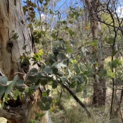 Eucalyptus dalrympleana subsp. dalrympleana at Paddys River, ACT - 5 Aug 2023