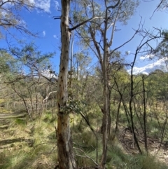 Eucalyptus dalrympleana subsp. dalrympleana at Paddys River, ACT - 5 Aug 2023