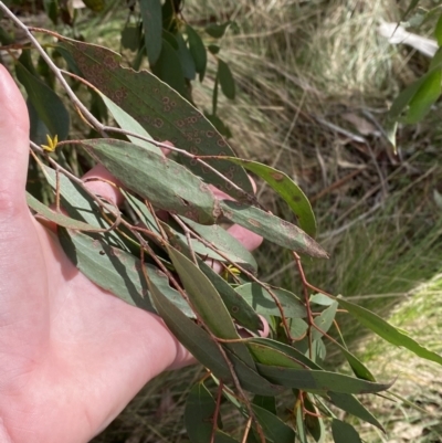 Eucalyptus stellulata (Black Sally) at Tidbinbilla Nature Reserve - 5 Aug 2023 by Tapirlord