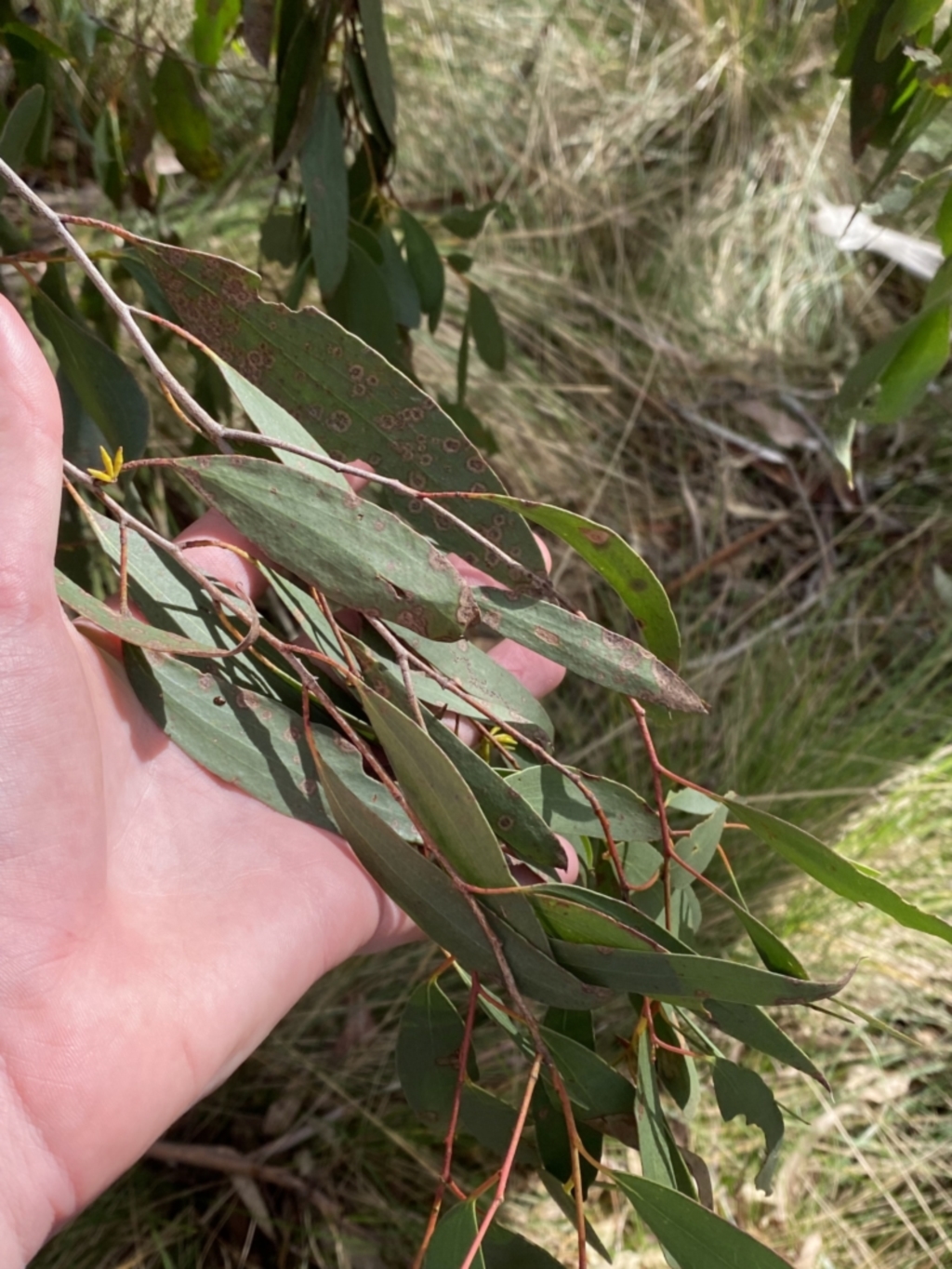 Eucalyptus stellulata at Paddys River, ACT - 5 Aug 2023