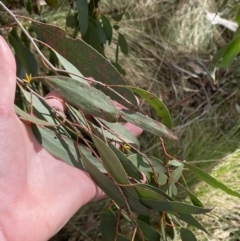 Eucalyptus stellulata (Black Sally) at Paddys River, ACT - 5 Aug 2023 by Tapirlord