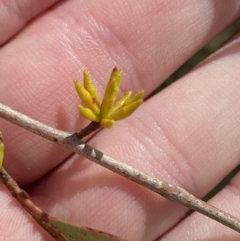 Eucalyptus stellulata at Paddys River, ACT - 5 Aug 2023