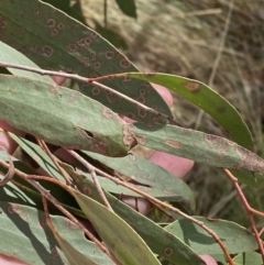 Eucalyptus stellulata at Paddys River, ACT - 5 Aug 2023