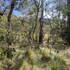 Eucalyptus stellulata at Paddys River, ACT - 5 Aug 2023