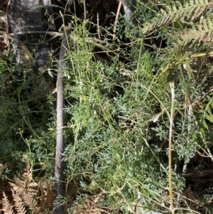 Clematis leptophylla at Paddys River, ACT - 5 Aug 2023 01:39 PM