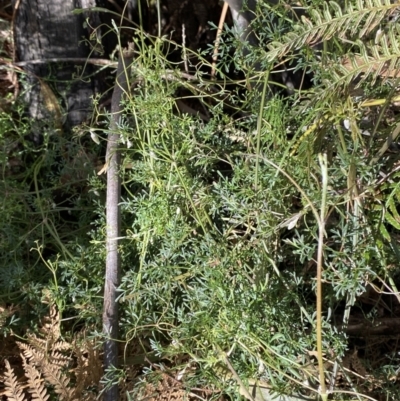 Clematis leptophylla (Small-leaf Clematis, Old Man's Beard) at Paddys River, ACT - 5 Aug 2023 by Tapirlord