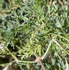 Clematis leptophylla at Paddys River, ACT - 5 Aug 2023 01:39 PM