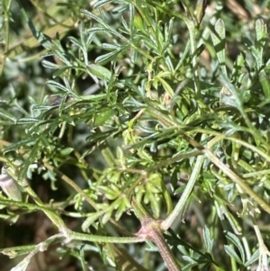 Clematis leptophylla at Paddys River, ACT - 5 Aug 2023 01:39 PM