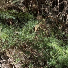 Clematis leptophylla at Paddys River, ACT - 5 Aug 2023