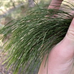 Exocarpos cupressiformis (Cherry Ballart) at Tidbinbilla Nature Reserve - 5 Aug 2023 by Tapirlord