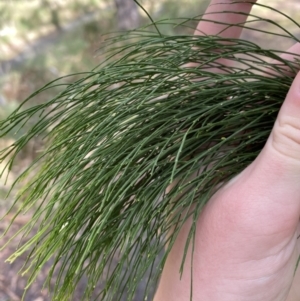 Exocarpos cupressiformis at Paddys River, ACT - 5 Aug 2023