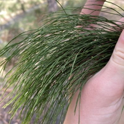 Exocarpos cupressiformis (Cherry Ballart) at Paddys River, ACT - 5 Aug 2023 by Tapirlord