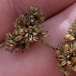 Juncus australis at Paddys River, ACT - 5 Aug 2023