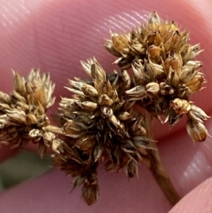 Juncus australis at Paddys River, ACT - 5 Aug 2023