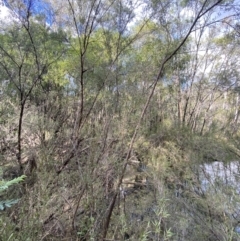 Kunzea ericoides (Burgan) at Tidbinbilla Nature Reserve - 5 Aug 2023 by Tapirlord