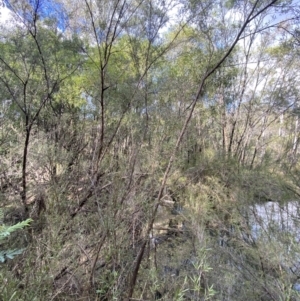 Kunzea ericoides at Paddys River, ACT - 5 Aug 2023