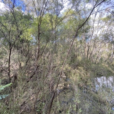 Kunzea ericoides (Burgan) at Paddys River, ACT - 5 Aug 2023 by Tapirlord