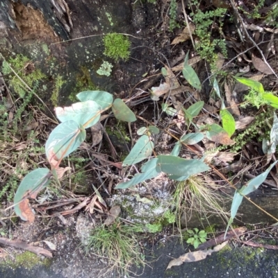 Eucalyptus dives (Broad-leaved Peppermint) at Paddys River, ACT - 5 Aug 2023 by Tapirlord