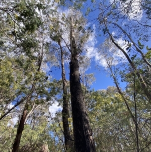 Eucalyptus dives at Paddys River, ACT - 5 Aug 2023