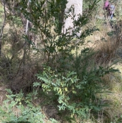 Indigofera australis subsp. australis at Paddys River, ACT - 5 Aug 2023