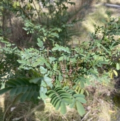 Indigofera australis subsp. australis at Paddys River, ACT - 5 Aug 2023