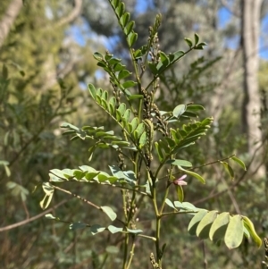 Indigofera australis subsp. australis at Paddys River, ACT - 5 Aug 2023