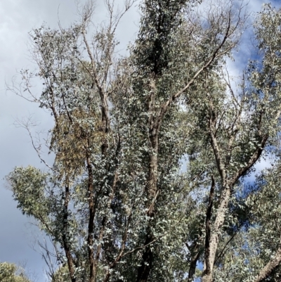 Eucalyptus nortonii (Large-flowered Bundy) at Tidbinbilla Nature Reserve - 5 Aug 2023 by Tapirlord