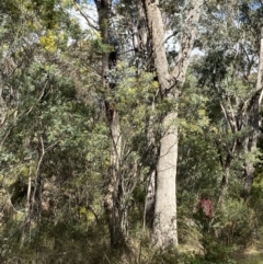 Eucalyptus nortonii at Tidbinbilla Nature Reserve - 5 Aug 2023
