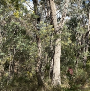 Eucalyptus nortonii at Paddys River, ACT - 5 Aug 2023