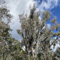 Eucalyptus nortonii at Tidbinbilla Nature Reserve - 5 Aug 2023