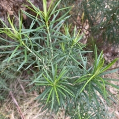 Cassinia longifolia (Shiny Cassinia, Cauliflower Bush) at Paddys River, ACT - 5 Aug 2023 by Tapirlord