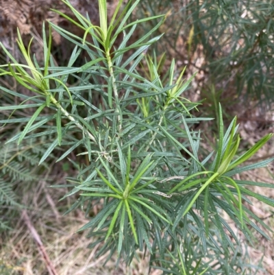 Cassinia longifolia (Shiny Cassinia, Cauliflower Bush) at Tidbinbilla Nature Reserve - 5 Aug 2023 by Tapirlord