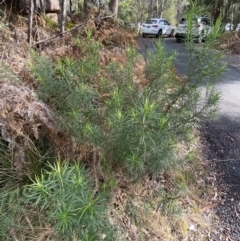 Cassinia longifolia at Paddys River, ACT - 5 Aug 2023