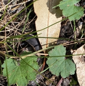 Hydrocotyle laxiflora at Paddys River, ACT - 5 Aug 2023