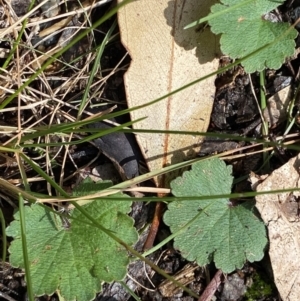 Hydrocotyle laxiflora at Paddys River, ACT - 5 Aug 2023