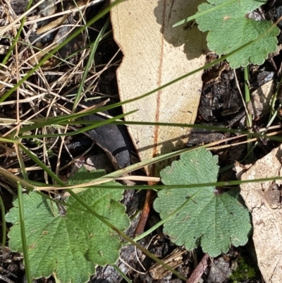 Hydrocotyle laxiflora (Stinking Pennywort) at Tidbinbilla Nature Reserve - 5 Aug 2023 by Tapirlord