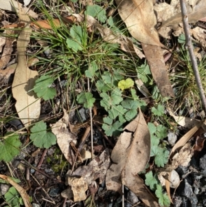 Hydrocotyle laxiflora at Paddys River, ACT - 5 Aug 2023