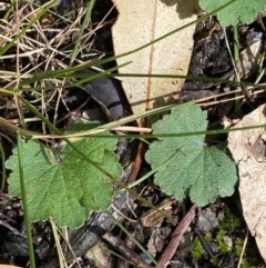 Hydrocotyle laxiflora at Paddys River, ACT - 5 Aug 2023