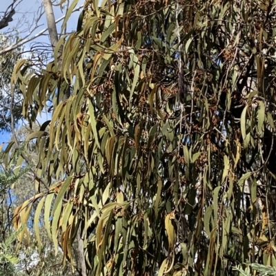 Amyema pendula subsp. pendula (Drooping Mistletoe) at Tidbinbilla Nature Reserve - 5 Aug 2023 by Tapirlord