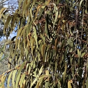 Amyema pendula subsp. pendula at Paddys River, ACT - 5 Aug 2023