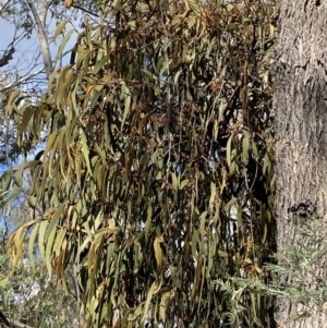 Amyema pendula subsp. pendula at Paddys River, ACT - 5 Aug 2023