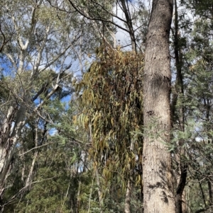 Amyema pendula subsp. pendula at Paddys River, ACT - 5 Aug 2023