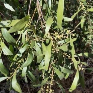 Acacia melanoxylon at Paddys River, ACT - 5 Aug 2023