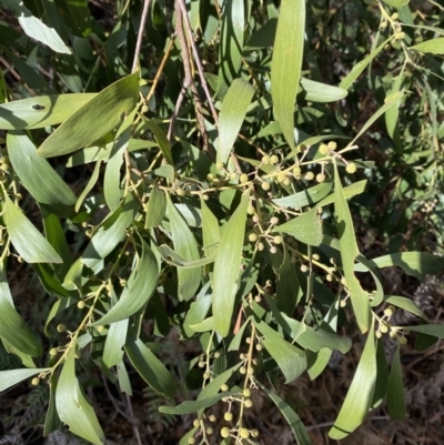 Acacia melanoxylon (Blackwood) at Paddys River, ACT - 5 Aug 2023 by Tapirlord