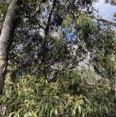 Acacia melanoxylon at Paddys River, ACT - 5 Aug 2023