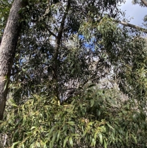 Acacia melanoxylon at Paddys River, ACT - 5 Aug 2023 01:25 PM