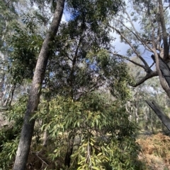 Acacia melanoxylon at Paddys River, ACT - 5 Aug 2023