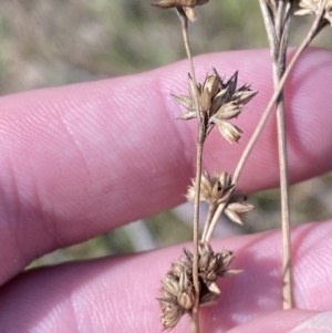 Juncus vaginatus at Paddys River, ACT - 5 Aug 2023